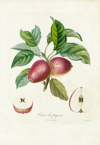 Poiteaux Antique Apple Prints Pomme Coeur de Pigeon - Panteek Antique Prints