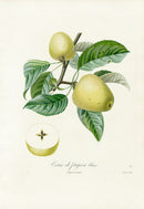 Poiteaux Antique Apple Prints Pomme Coeur de Pigeon Blanc - Panteek Antique Prints