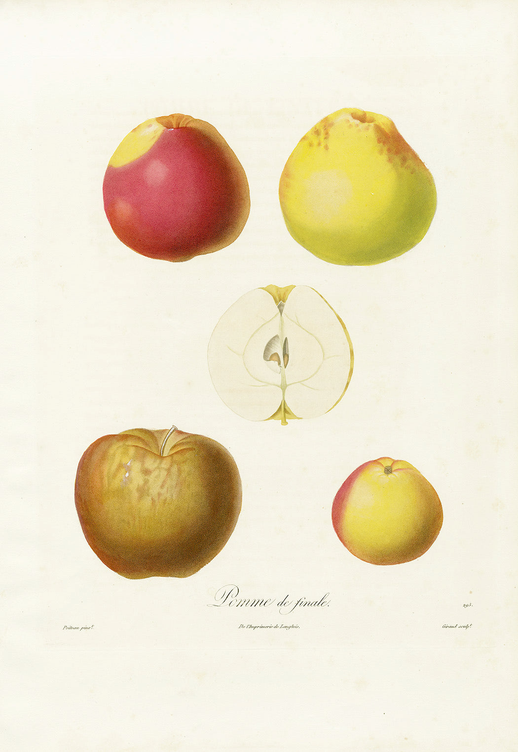 Poiteaux Antique Apple Prints Pomme de Finale