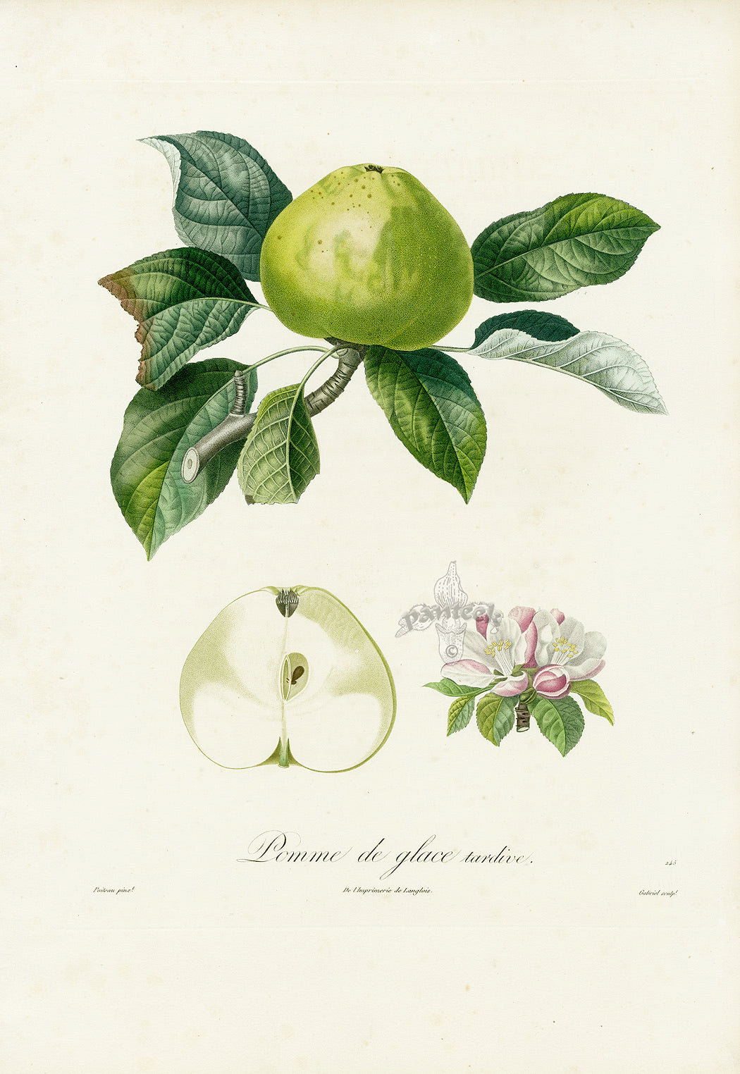 Poiteaux Antique Apple Prints Pomme de Glace Tardive