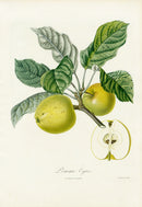 Poiteaux Antique Apple Prints Pomme de Violette Eyries - Panteek Antique Prints