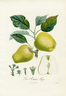 Poiteaux Antique Apple Prints Pomme Figue - Panteek Antique Prints