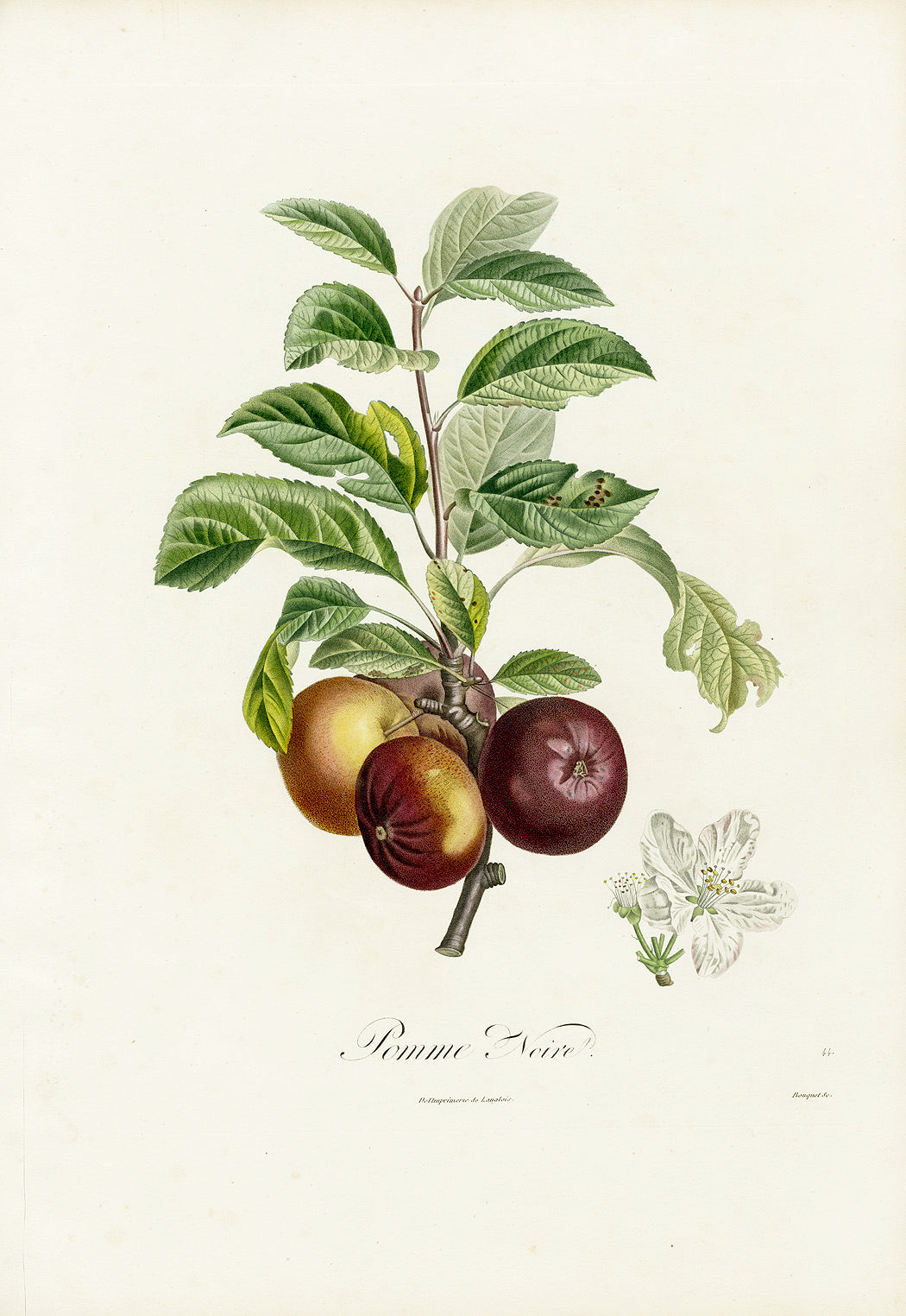 Poiteaux Antique Apple Prints Pomme Noir