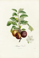 Poiteaux Antique Apple Prints Pomme Noir - Panteek Antique Prints