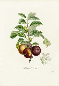 Poiteaux Antique Apple Prints Pomme Noir - Panteek Antique Prints