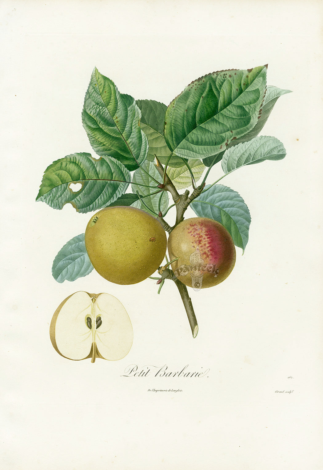 Poiteaux Antique Apple Prints Pomme Petit Barbarie