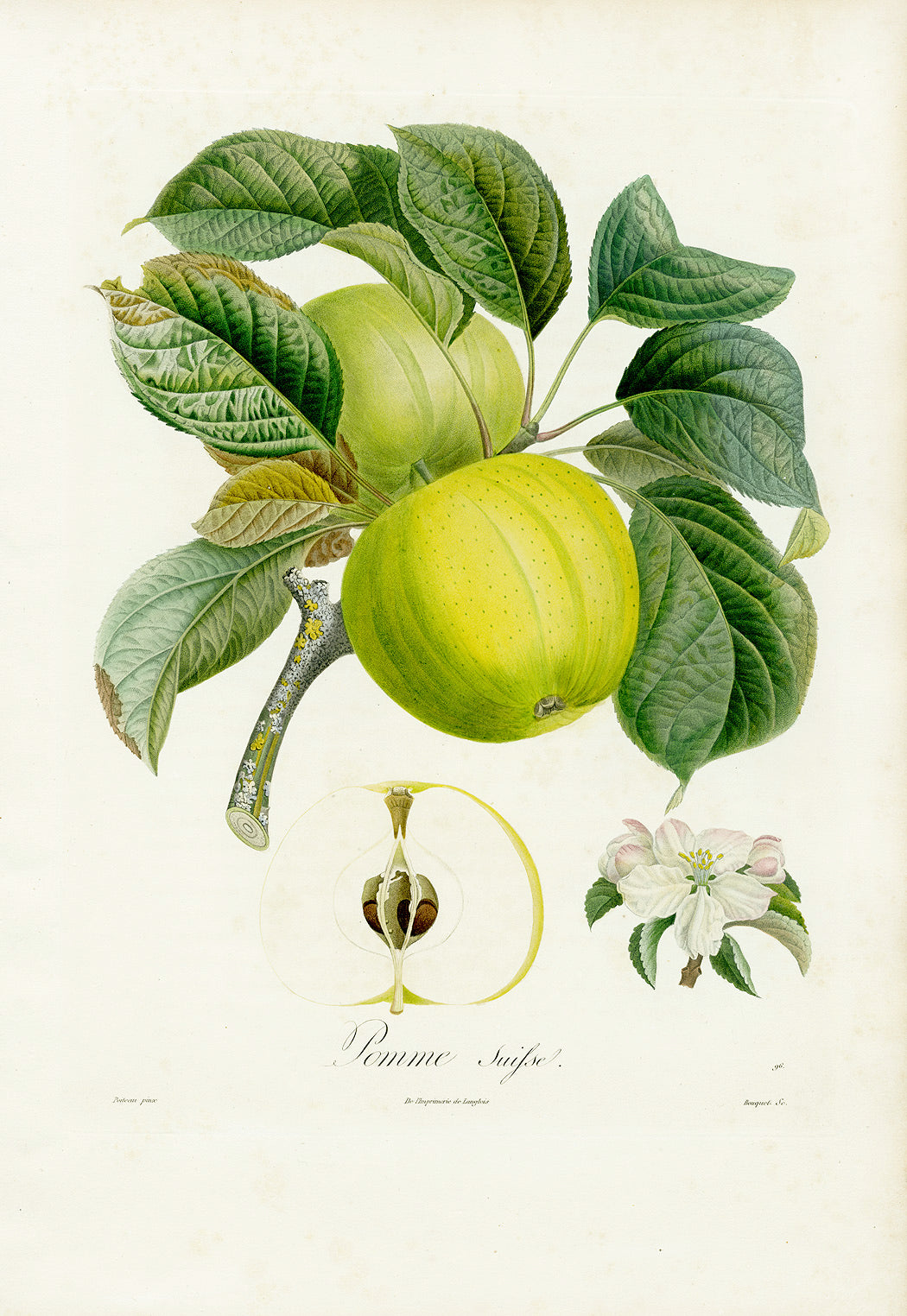 Poiteaux Antique Apple Prints Pomme Suisse