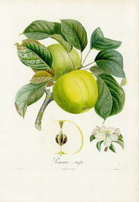 Poiteaux Antique Apple Prints Pomme Suisse - Panteek Antique Prints