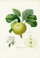Poiteaux Antique Apple Prints Rambour d'Ete - Panteek Antique Prints