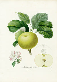 Poiteaux Antique Apple Prints Rambour d'Ete - Panteek Antique Prints