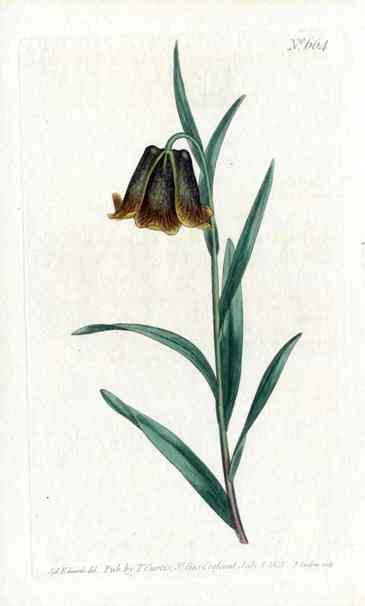 Pyrenean Curtis Carnivorous Botanical