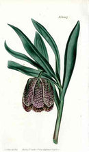 Pyrenean Frilillaria Curtis Carnivorous Botanical - Panteek Antique Prints
