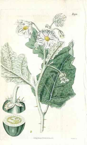 Racemosa Curtis Carnivorous Botanical