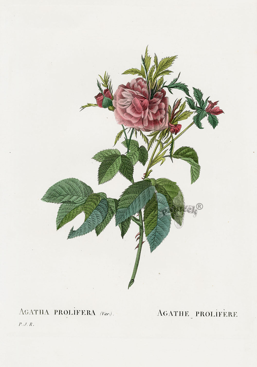 Redoute 1828 Original Octavo Rose Print Agatha