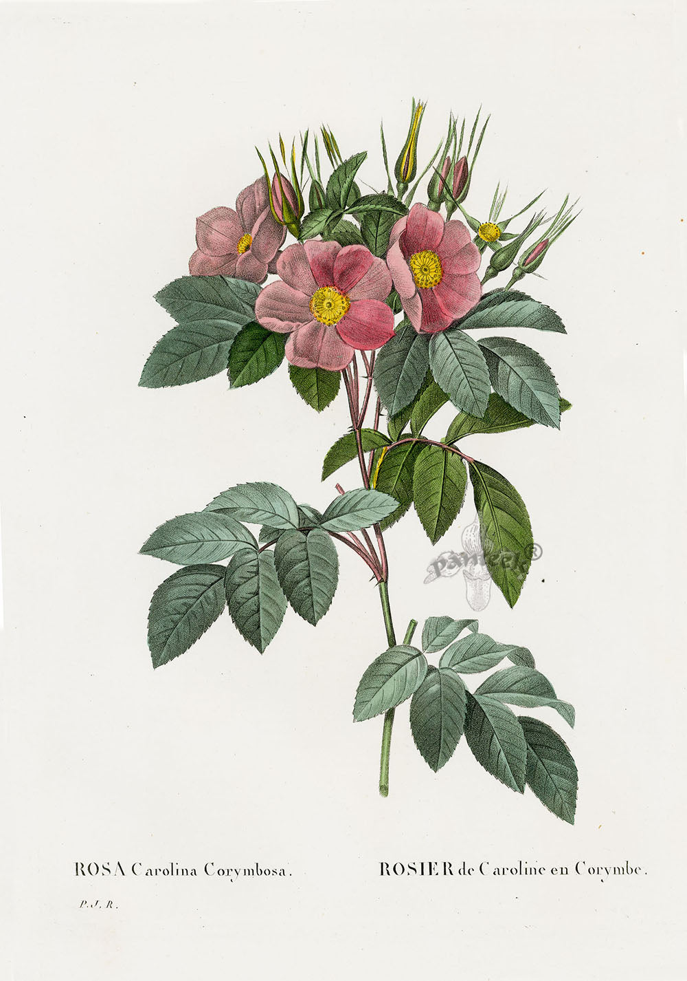 Redoute 1828 Original Octavo Rose Print Carolina