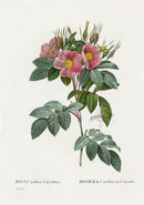 Redoute 1828 Original Octavo Rose Print Carolina - Panteek Antique Prints