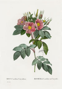 Redoute 1828 Original Octavo Rose Print Carolina - Panteek Antique Prints