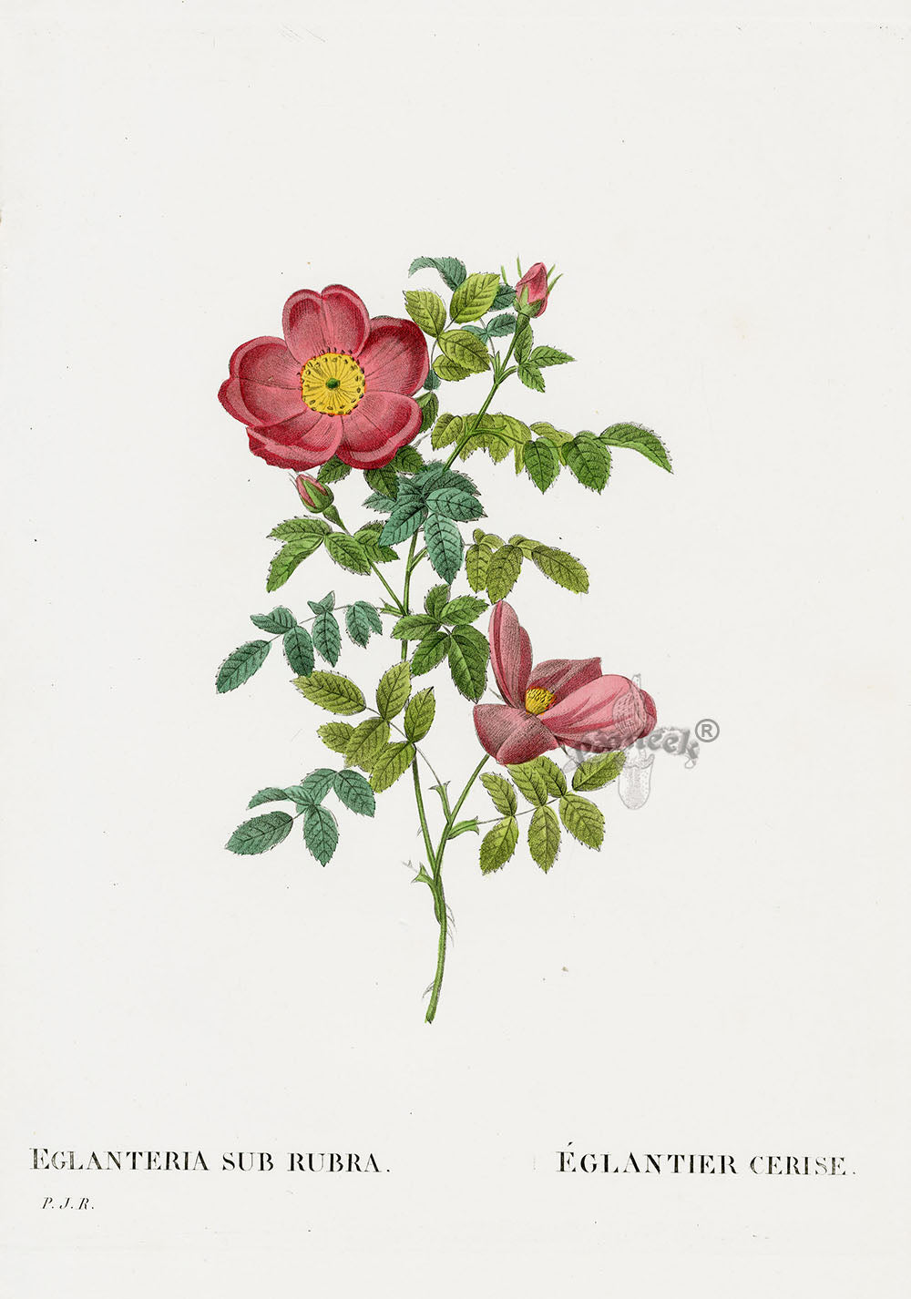 Redoute 1828 Original Octavo Rose Print Eglanteria