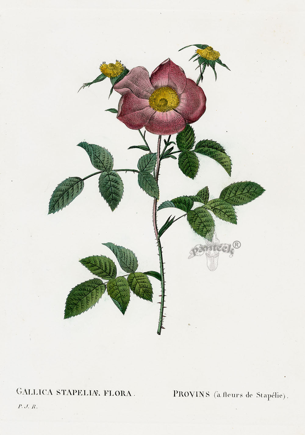 Redoute 1828 Original Octavo Rose Print Gallica