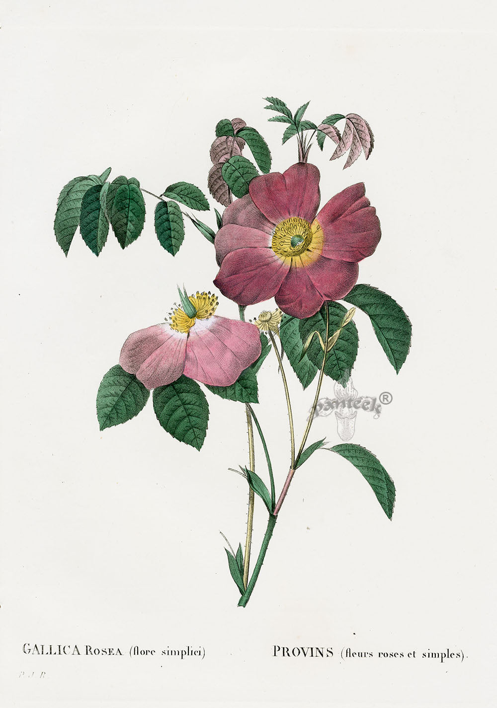 Redoute 1828 Original Octavo Rose Print Gallica rosea