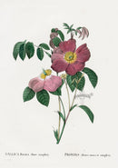 Redoute 1828 Original Octavo Rose Print Gallica rosea - Panteek Antique Prints