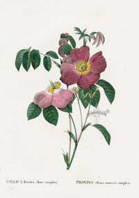 Redoute 1828 Original Octavo Rose Print Gallica rosea - Panteek Antique Prints