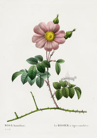 Redoute 1828 Original Octavo Rose Print Humifusa - Panteek Antique Prints
