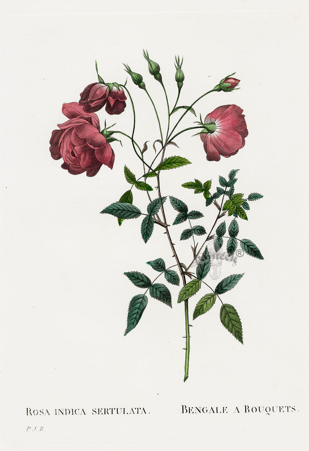 Redoute 1828 Original Octavo Rose Print Indica