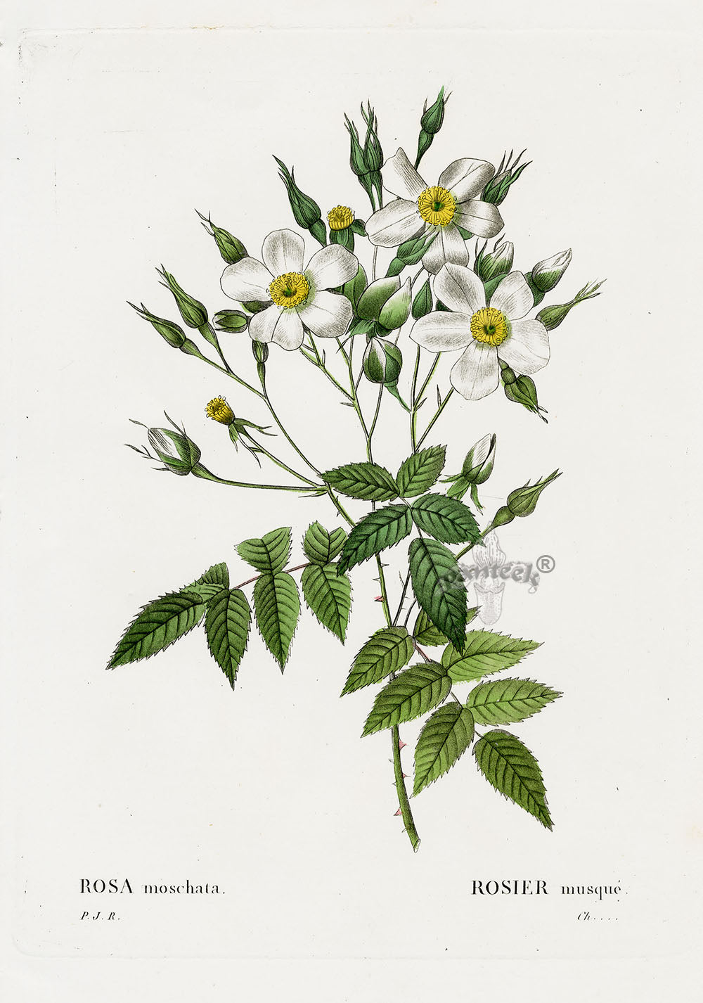 Redoute 1828 Original Octavo Rose Print Moschata