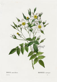 Redoute 1828 Original Octavo Rose Print Moschata - Panteek Antique Prints