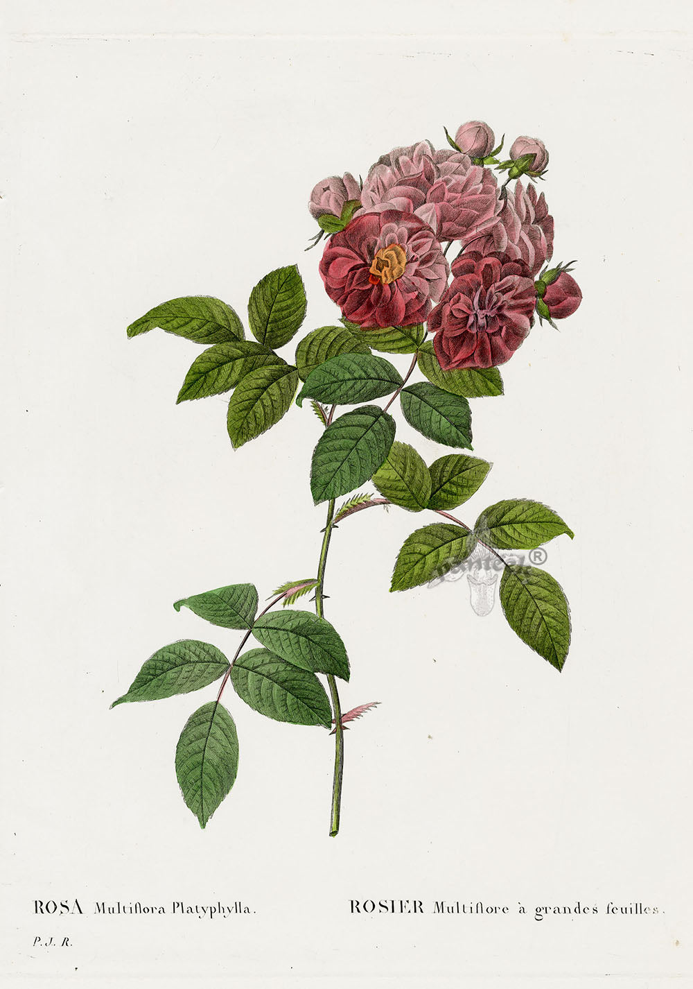 Redoute 1828 Original Octavo Rose Print Multiflora