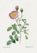 Redoute 1828 Original Octavo Rose Print Muscosa - Panteek Antique Prints