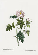 Redoute 1828 Original Octavo Rose Print Orbessanea - Panteek Antique Prints