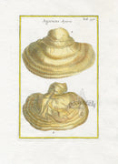 Rei Herbariae by Pitton de Tournefort Agaricus - Panteek Antique Prints