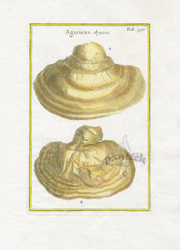 Rei Herbariae by Pitton de Tournefort Agaricus - Panteek Antique Prints