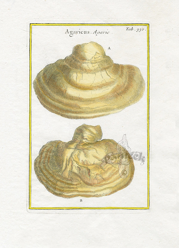 Rei Herbariae by Pitton de Tournefort Agaricus