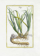 Rei Herbariae by Pitton de Tournefort Alga - Panteek Antique Prints