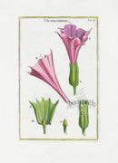 Rei Herbariae by Pitton de Tournefort Angel's Trumpet - Panteek Antique Prints