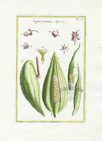 Rei Herbariae by Pitton de Tournefort Apocynum - Panteek Antique Prints