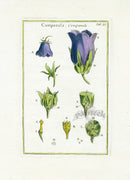 Rei Herbariae by Pitton de Tournefort Bell Flower - Panteek Antique Prints