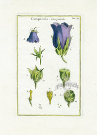 Rei Herbariae by Pitton de Tournefort Bell Flower - Panteek Antique Prints