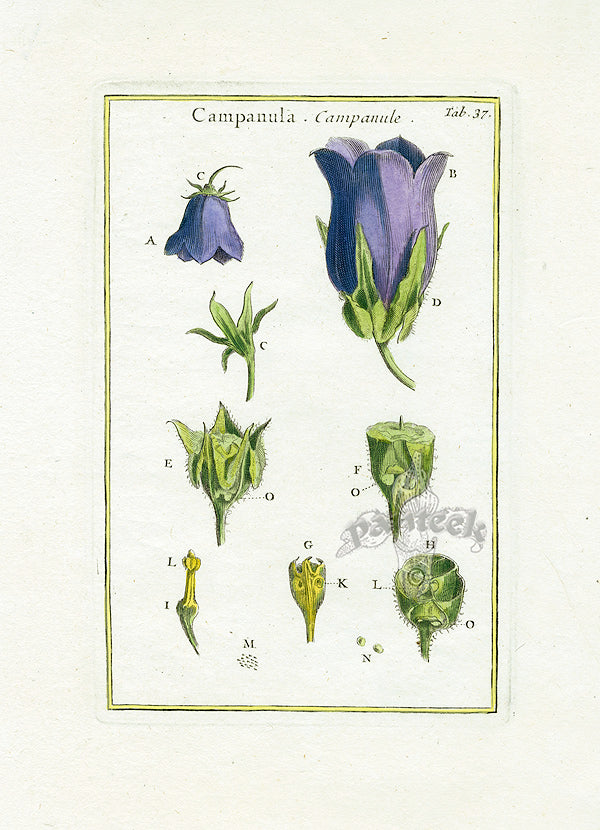 Rei Herbariae by Pitton de Tournefort Bell Flower