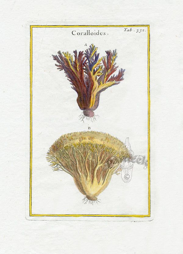 Rei Herbariae by Pitton de Tournefort Coralloides