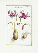 Rei Herbariae by Pitton de Tournefort Dog's Tooth Violet - Panteek Antique Prints