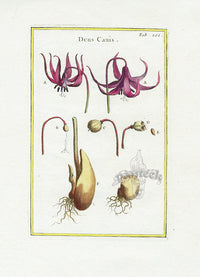 Rei Herbariae by Pitton de Tournefort Dog's Tooth Violet - Panteek Antique Prints