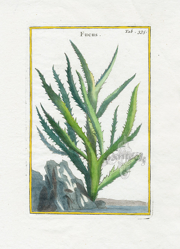 Rei Herbariae by Pitton de Tournefort Fucus