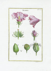 Rei Herbariae by Pitton de Tournefort Hibiscus - Panteek Antique Prints