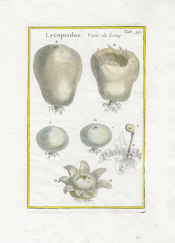 Rei Herbariae by Pitton de Tournefort Lycoperdon