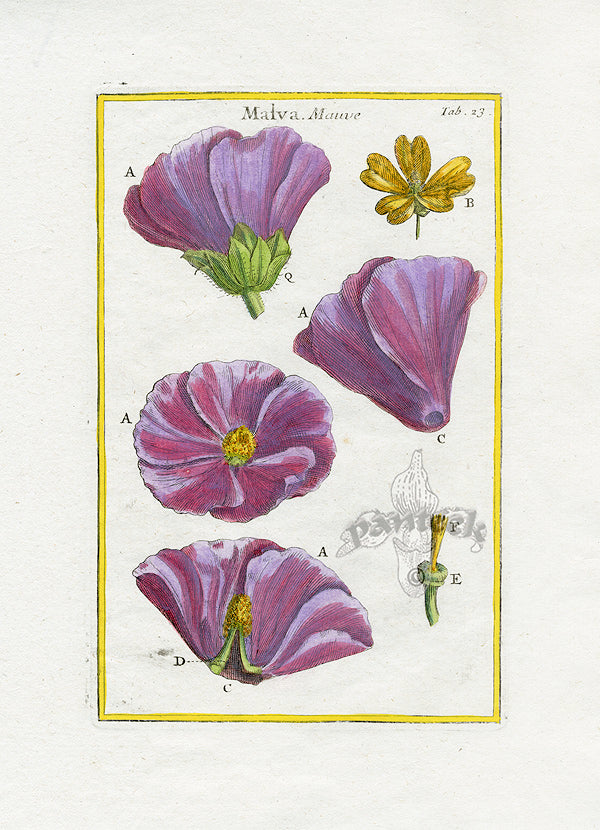 Rei Herbariae by Pitton de Tournefort Malva