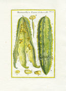 Rei Herbariae by Pitton de Tournefort Momordica - Panteek Antique Prints